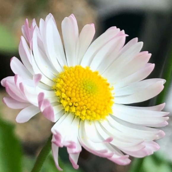 bohodaisygirl78